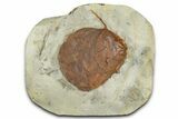Paleocene Fossil Leaf (Zizyphoides) - Montana #377897-1